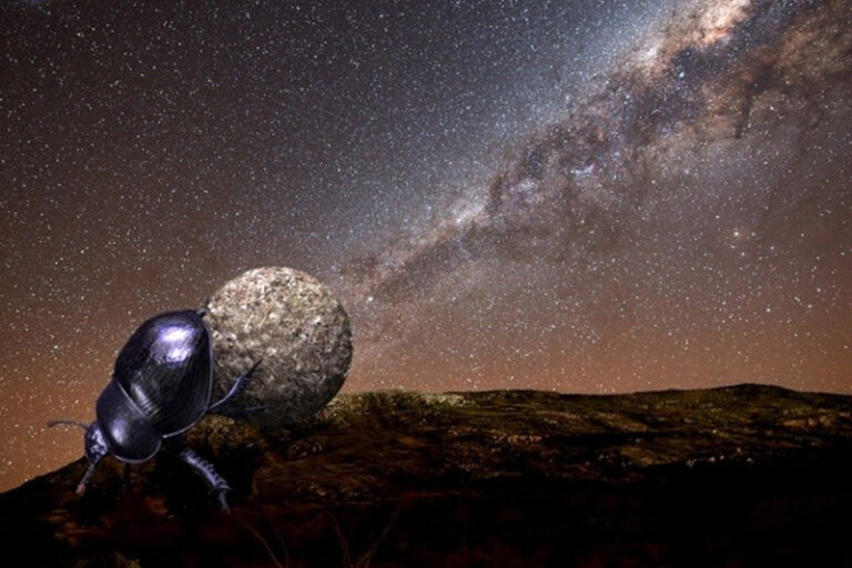 beetle-milkyway