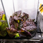 ยานสำรวจ Mars Express เผยภาพถ่ายสุดตระการตาของ “โฟบอส” ดวงจันทร์ที่ใกล้ดาวอังคารมากที่สุด