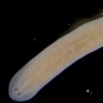 เพื่อนบ้านสีสันสดใสของทางช้างเผือก! ฮับเบิลเผยภาพเมฆหลากสีในเมฆแมเจลแลนเล็ก