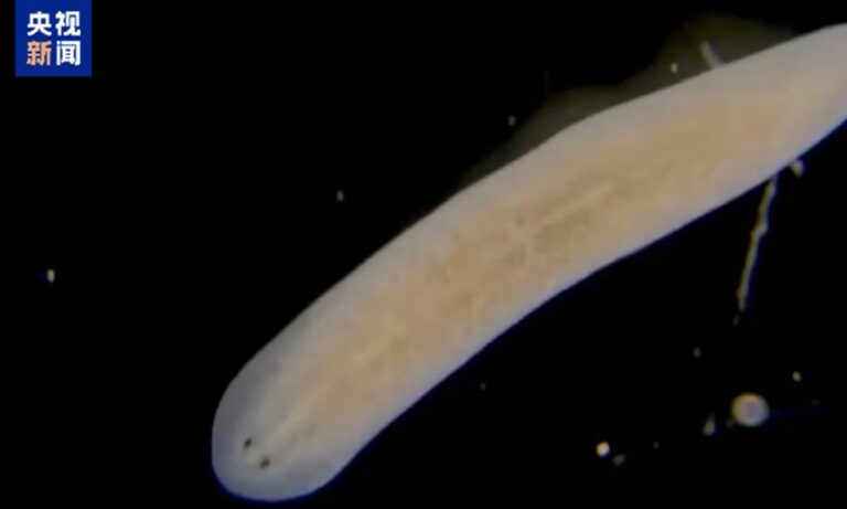 planarian-regeneration