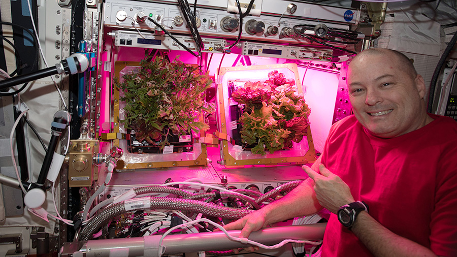 Veggie_in_space