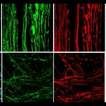 ไขปริศนา! รอยริ้วมืดบนดาวอังคาร แท้จริงอาจเกิดจากฝุ่นและลม ไม่ใช่น้ำเกลือ